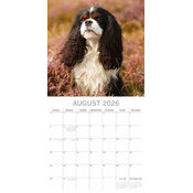 Calendrier papier 2026 Chien Cavalier King Charles