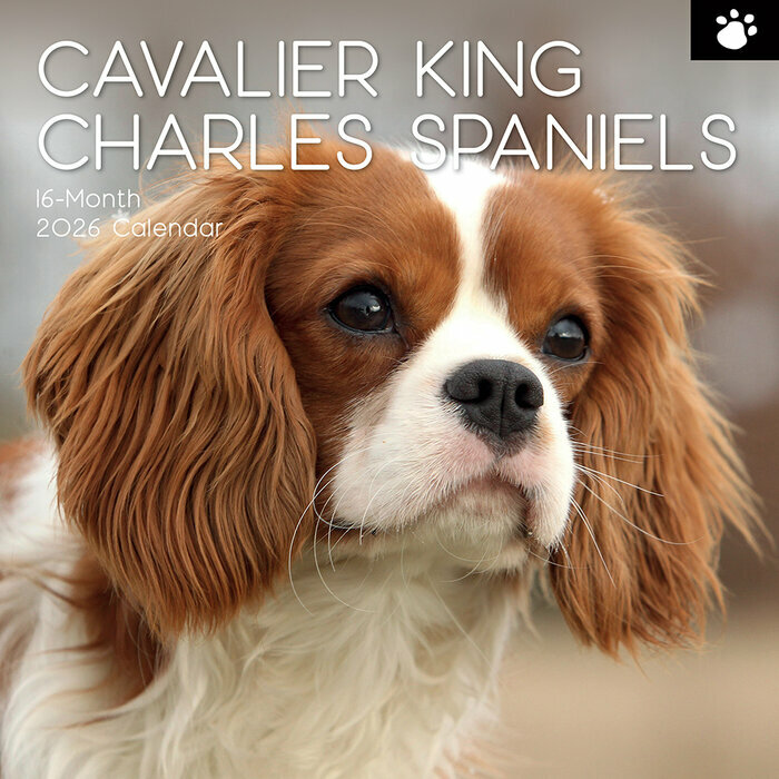 Calendrier Mural 2026 Chien Cavalier King Charles