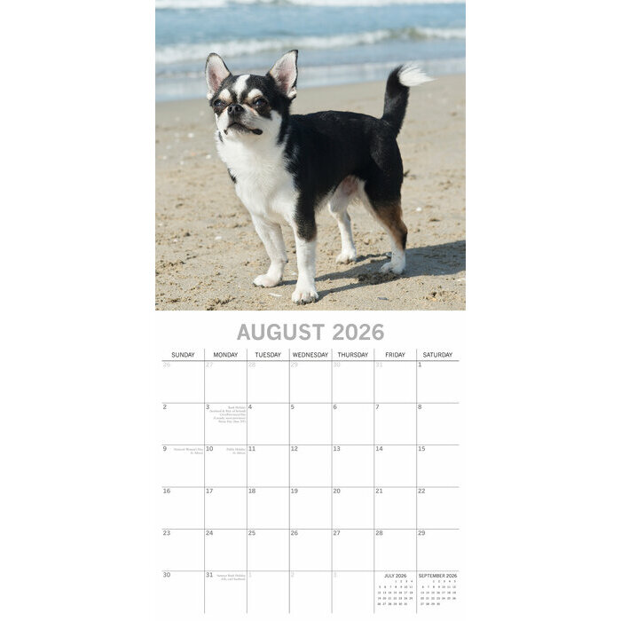 Calendrier 2025 Chien Chihuahua