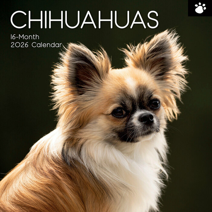 Calendrier Mural 2025 Chien Chihuahua