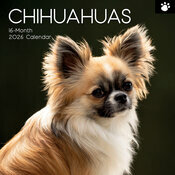 Calendrier Mural 2025 Chien Chihuahua