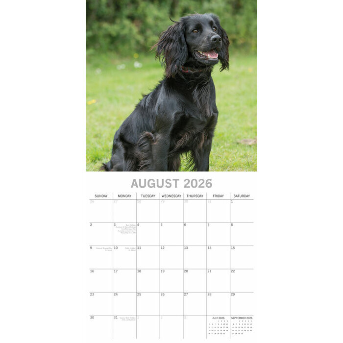 Calendrier papier 2026 Chien Cocker Anglais