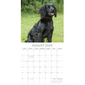 Calendrier papier 2026 Chien Cocker Anglais