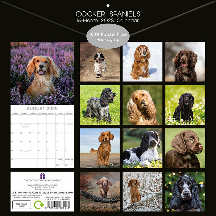 Calendrier 2025 spaniel Cocker Anglais