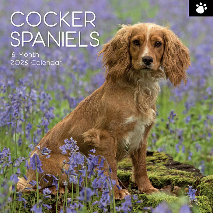 Calendrier Mural 2026 Chien Cocker Anglais