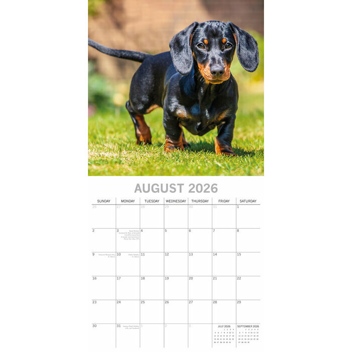 Calendrier papier 2026 Chien Teckels