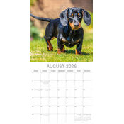 Calendrier papier 2026 Chien Teckels