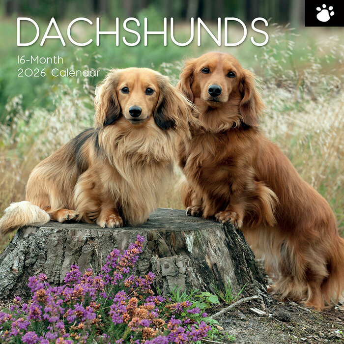 Calendrier Mural 2026 Chien Teckels