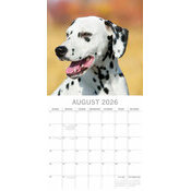 Calendrier Papier 2026 Dalmatien