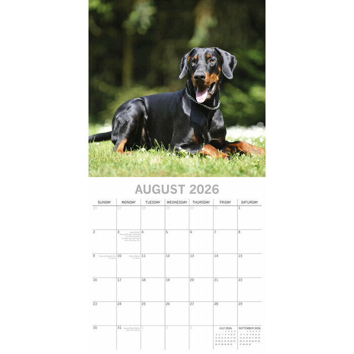 Calendrier 2025 Chien Doberman