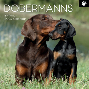 Calendrier 2026 Chien Doberman
