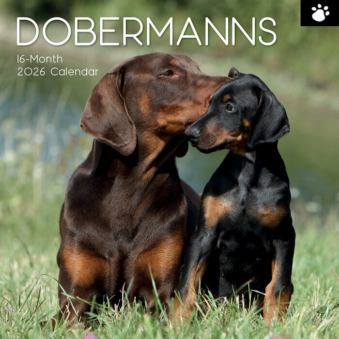 Calendrier Mural 2025 Chien Doberman
