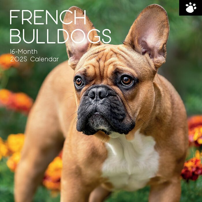 Calendrier Mural 2025 Chien Bouledogue Français