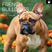 Calendrier Mural 2025 Chien Bouledogue Français