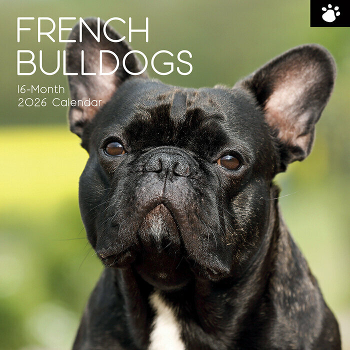 Calendrier Mural 2025 Chien Bouledogue Franais