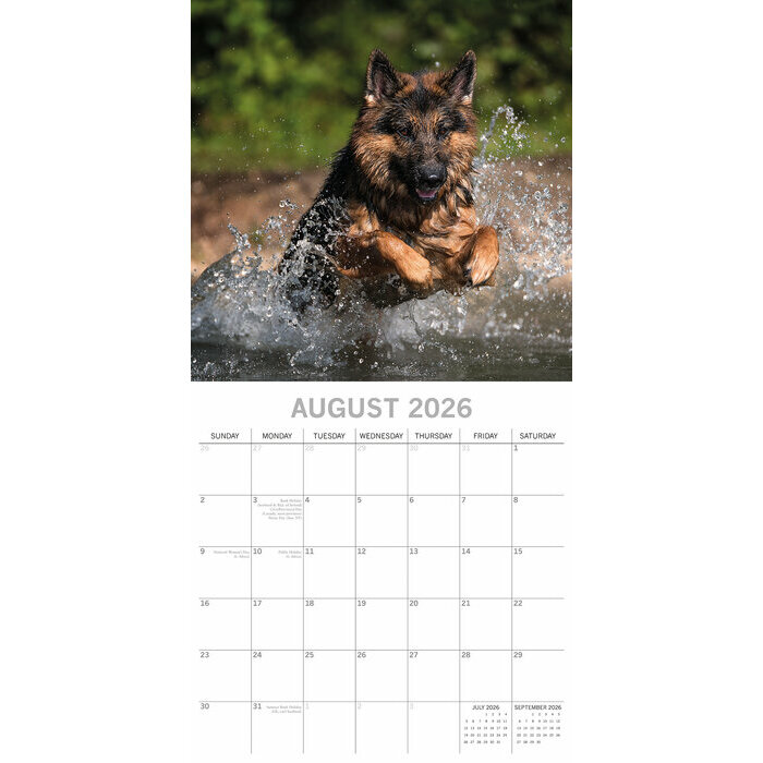Calendrier papier 2026 Chien Berger Allemand