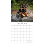 Calendrier papier 2026 Chien Berger Allemand