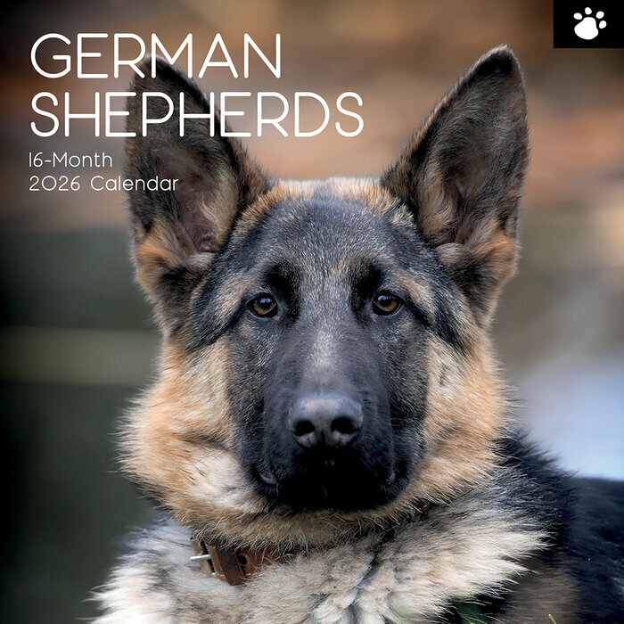 Calendrier Mural 2026 Chien Berger Allemand