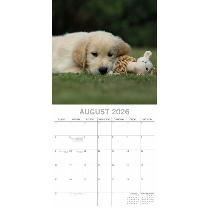 Calendrier papier 2026 Chien Golden Retriever