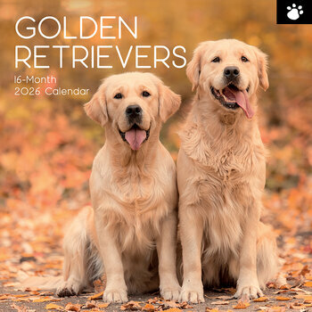 Calendrier 2026 Chien de Race Golden Retriever Poil long Calendrier 2026 Chien de Race Golden Retriever Poil long