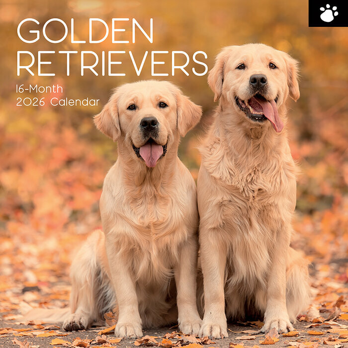 Calendrier Mural 2026 Chien Golden Retriever