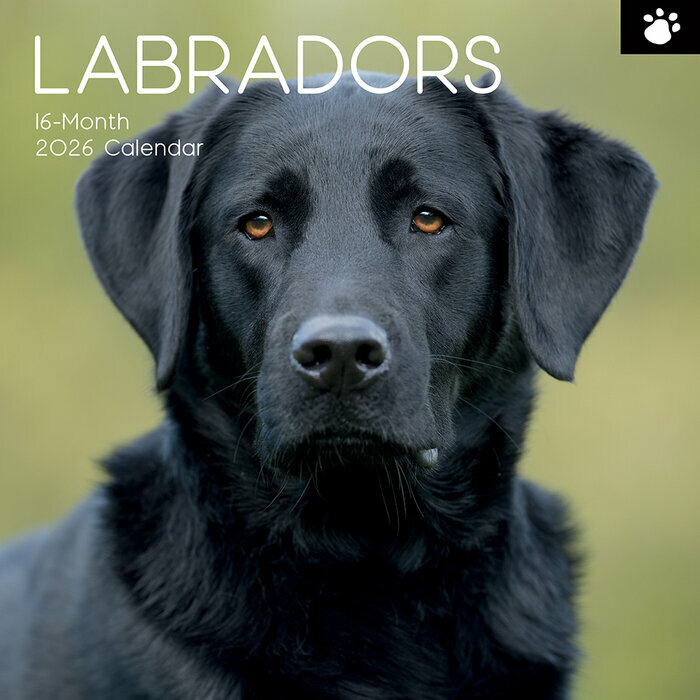 Calendrier 2026 Labrador