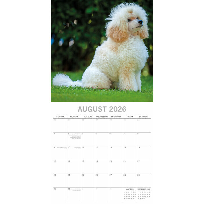 Calendrier 2026 Chien Caniche