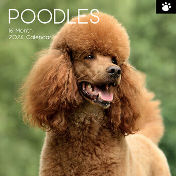 Calendrier 2026 Chien Caniche