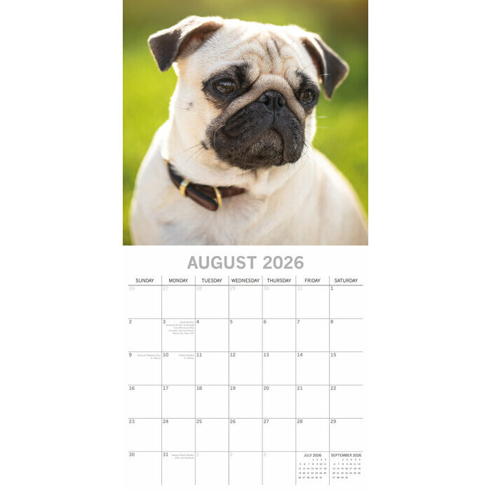 Calendrier  2026 Chien Carlin