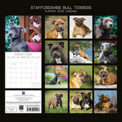 Calendrier 2026 Chien Staffordshire Bull Terrier