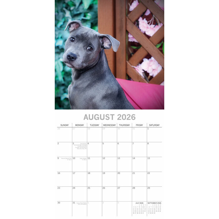 Calendrier papier 2026 Chien Staffordshire Bull Terrier