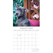 Calendrier papier 2026 Chien Staffordshire Bull Terrier