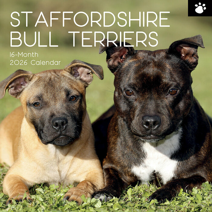 Calendrier Mural 2026 Chien Staffordshire Bull Terrier
