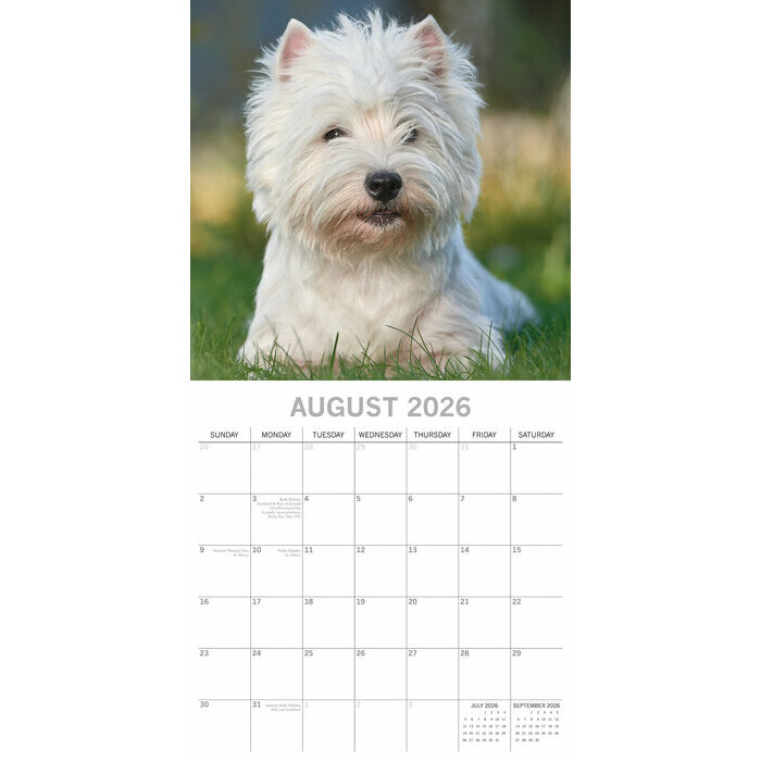 Calendrier 2026 Chien West Highland White Terrier
