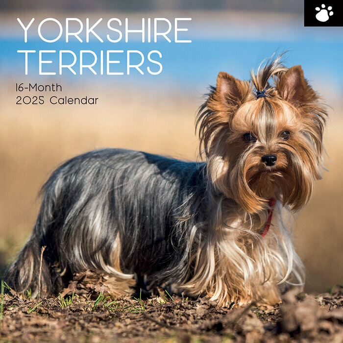 Calendrier 2025 Yorkshire Terrier