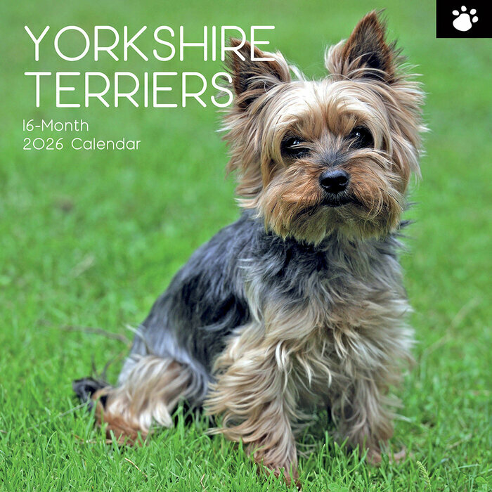 Calendrier 2026 Yorkshire Terrier
