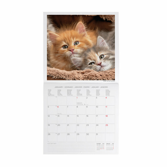 Calendrier 2025 Chatons Bébés