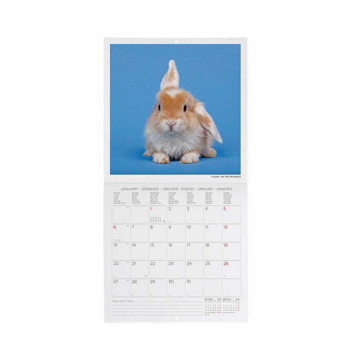 Mini Calendrier 2025 Lapins