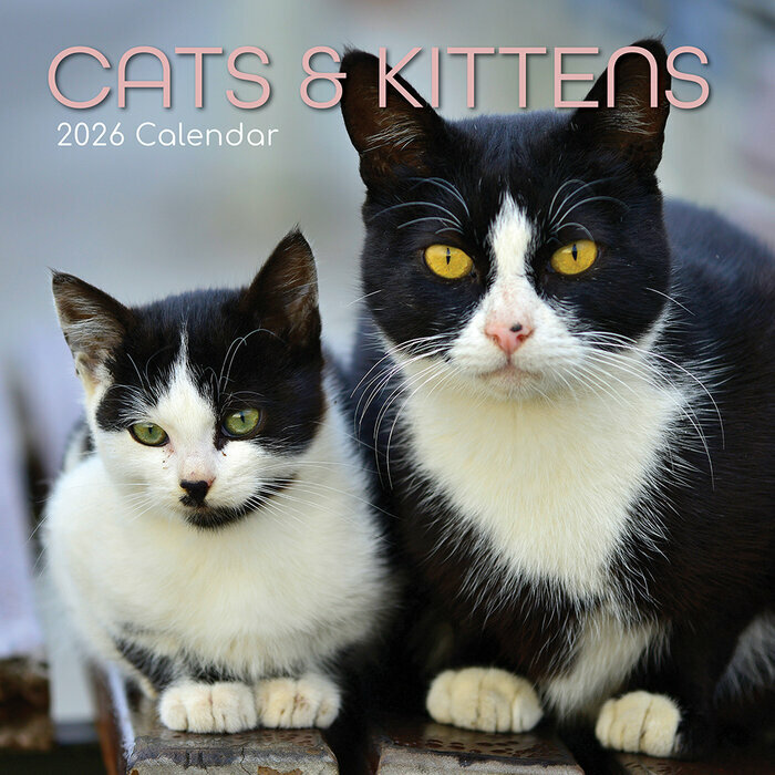 Calendrier Mural 2026 Chats Chatons