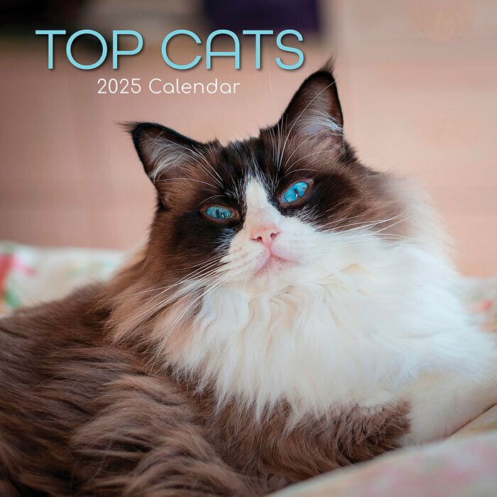 Calendrier 2025 Chats de Race Variées Ragdoll