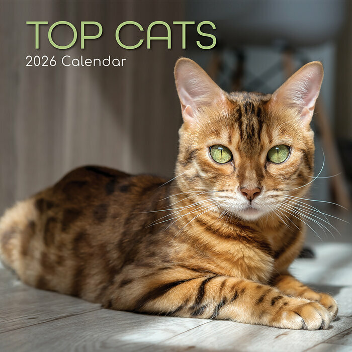Calendrier 2026 Chats de Race Bengal