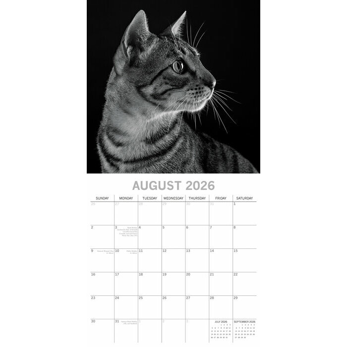 Calendrier 2026 Chats Portraits  PAPIER