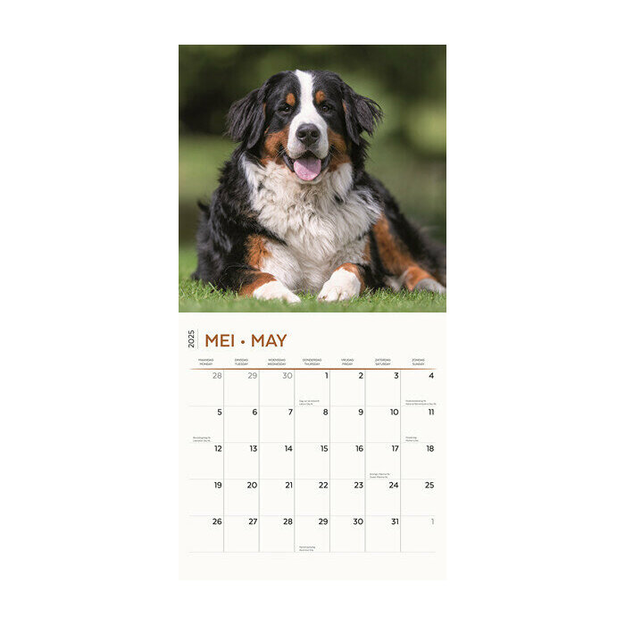 Calendrier 2025 Race Bouvier Bernois