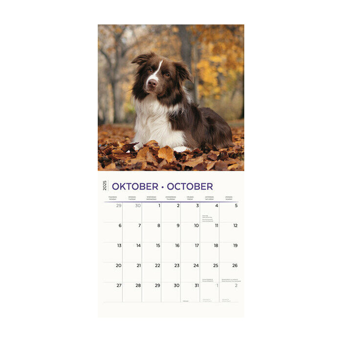 Calendrier 2025 Race Border Collie