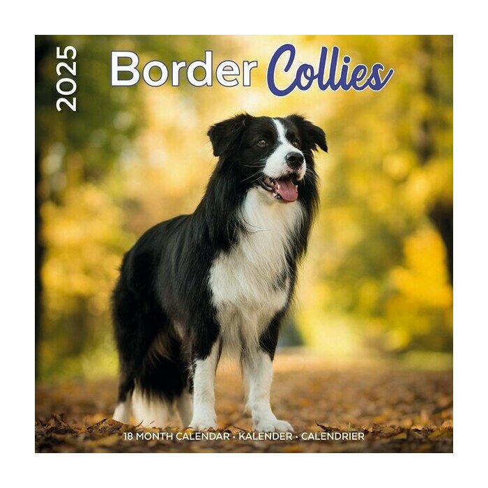 Calendrier Mural 2025 Race Border Collie