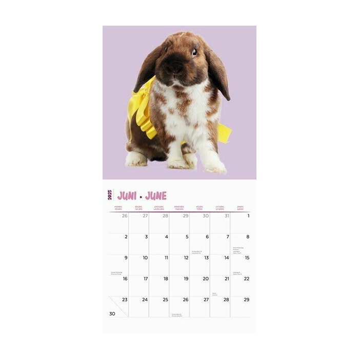 Calendrier 2025 Lapins Fun Studio
