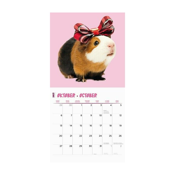 Calendrier 2025 Cochon d'Inde Fun Studio