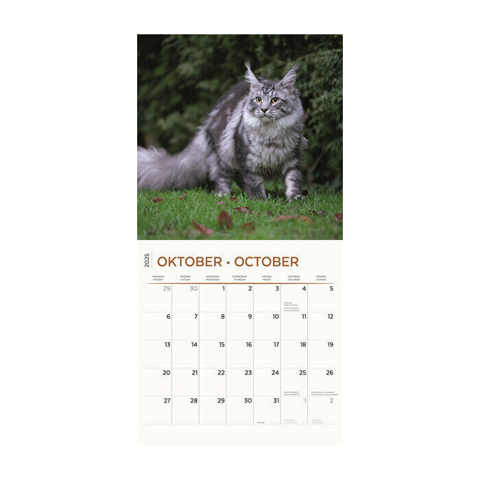 Calendrier 2025 Maine Coon Chats de Race