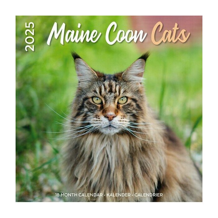 Calendrier mural 2025 Maine Coon Chats de Race