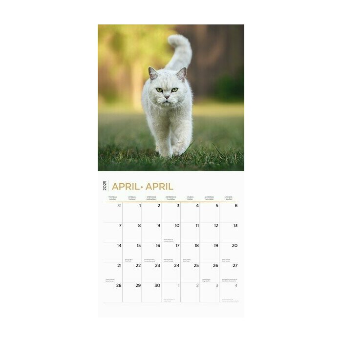 Calendrier 2025 British Shorthair Chats de Race